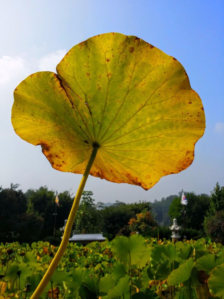 20150920_104408 (1) (1).jpg