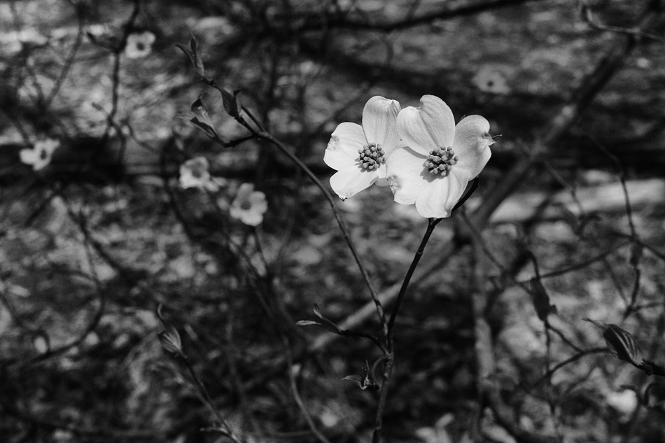 Dogwood.jpg