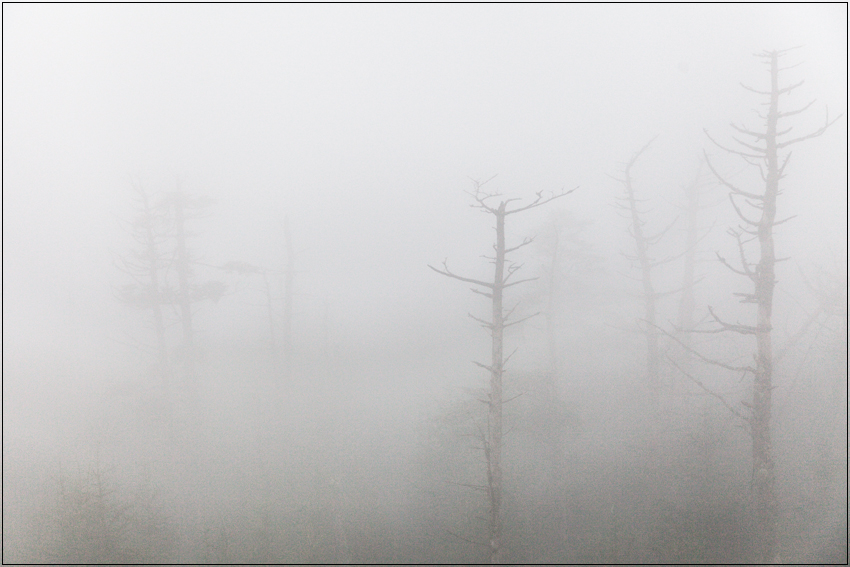 fog-clingmans-dom-3.jpg