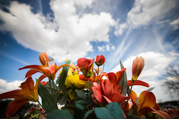 flower-sky-2.jpg