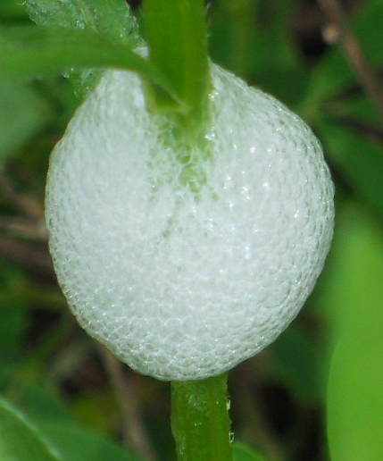 SDC16962-crop.JPG : 수액의 모양