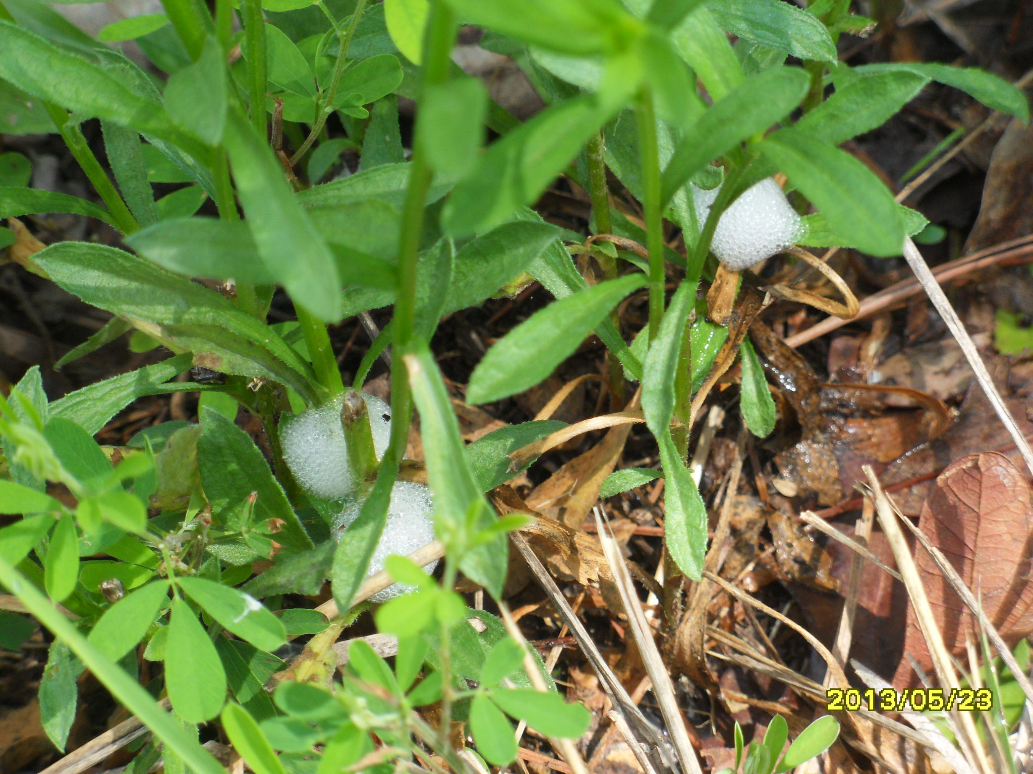 SDC16960.JPG : 수액의 모양