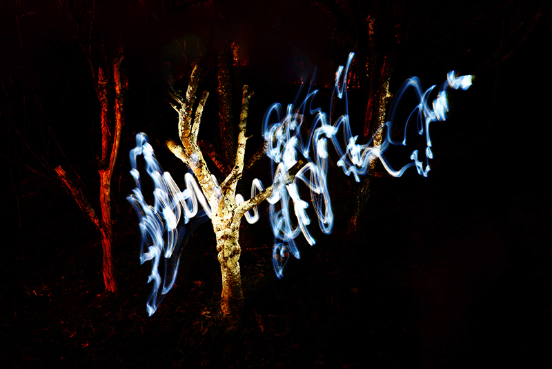 1-6-15 back yard_5442.JPG