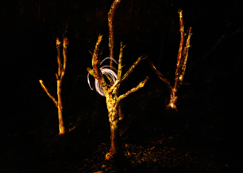 1-6-15 back yard_5448.JPG