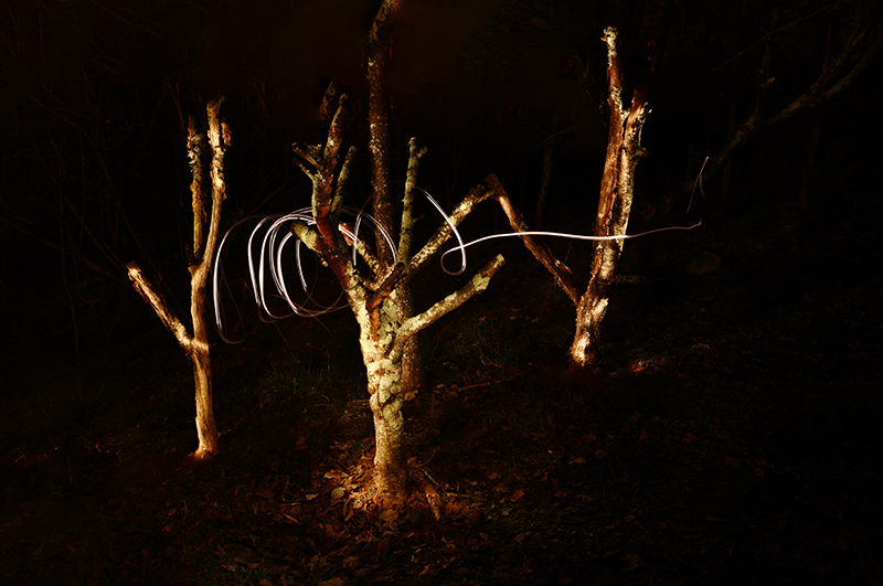 1-6-15 back yard_5449.JPG