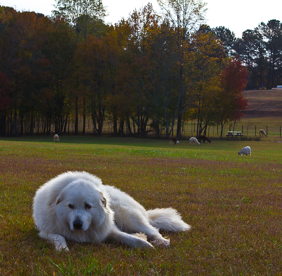 concert Kim-1182.jpg