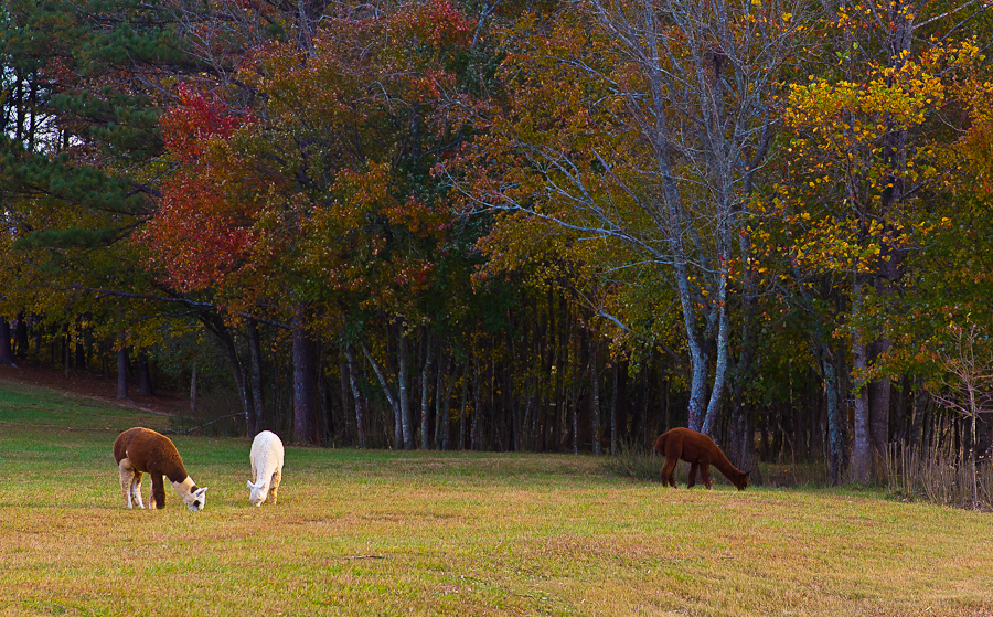 concert Kim-1194.jpg