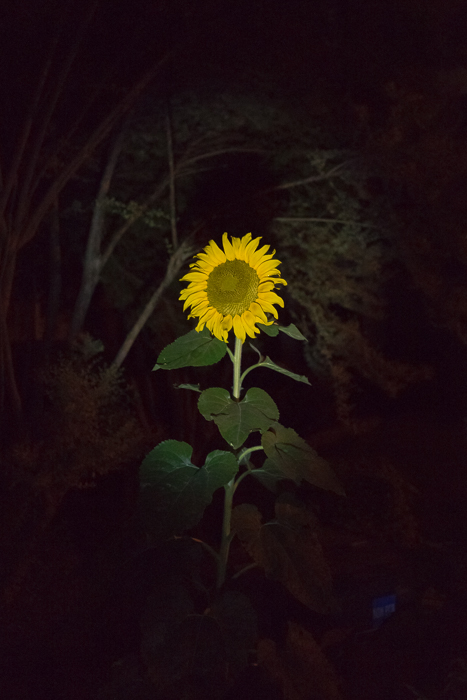 july-4th-sunflower-1.jpg