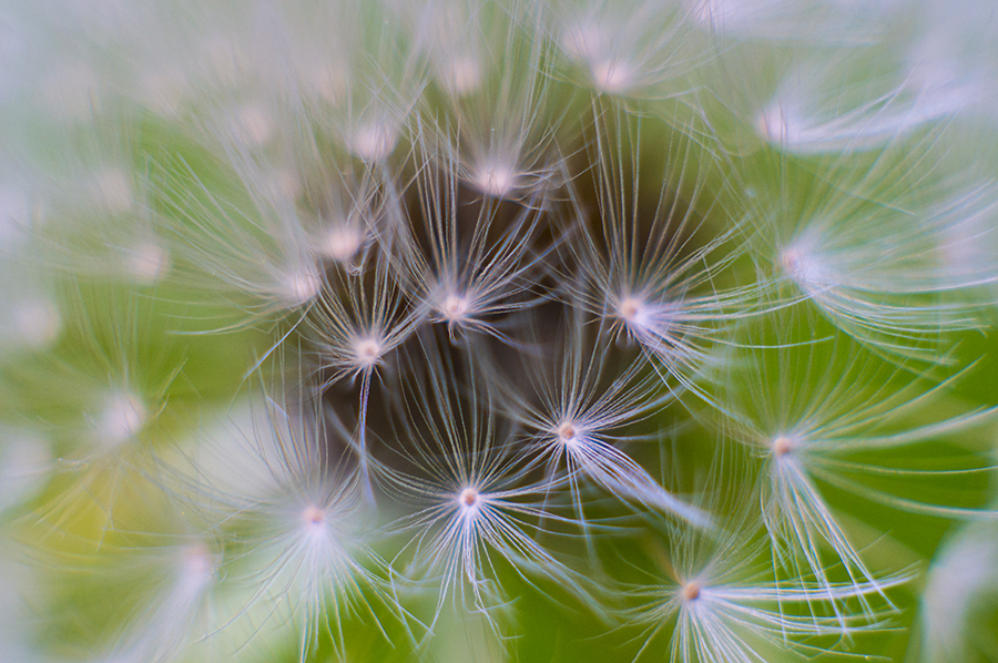 DandelionSeeds1.jpg