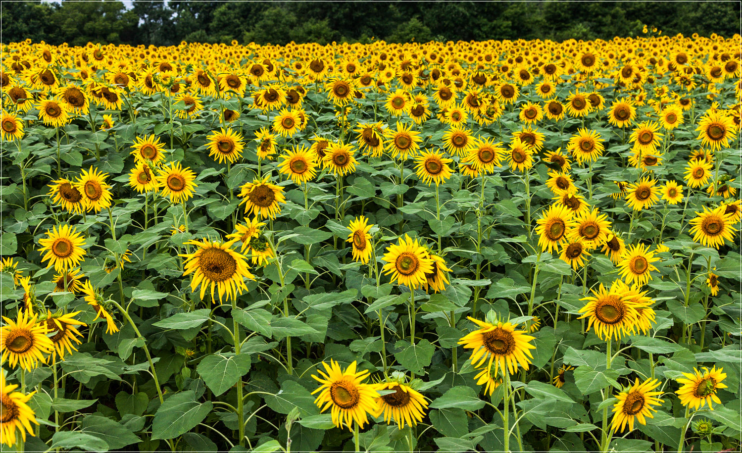 sunflower2-1.jpg