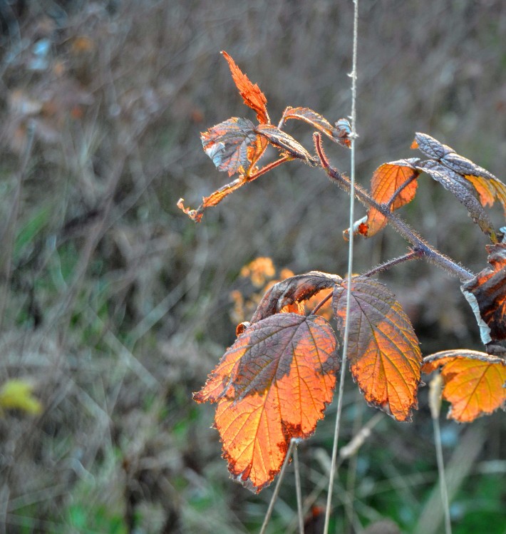 DSC_0109 (1) (1).jpg