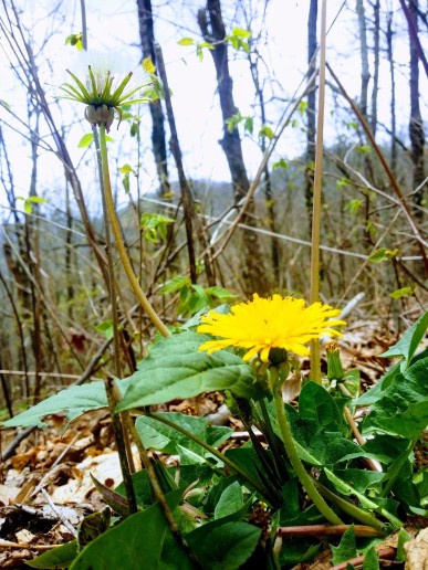 20170416_130302 (1) (1) (1).jpg