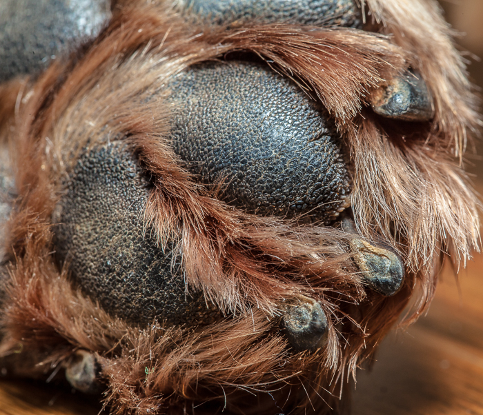 dog-foot-1.jpg