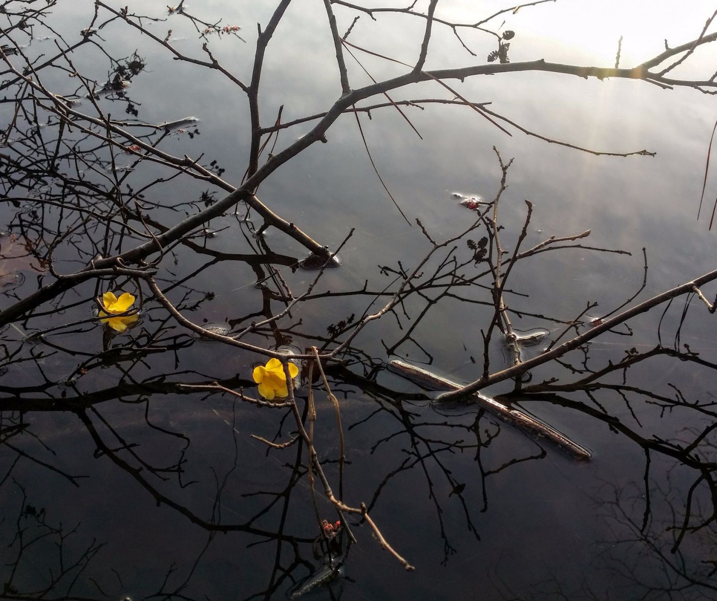 20160312_072928 (1).jpg