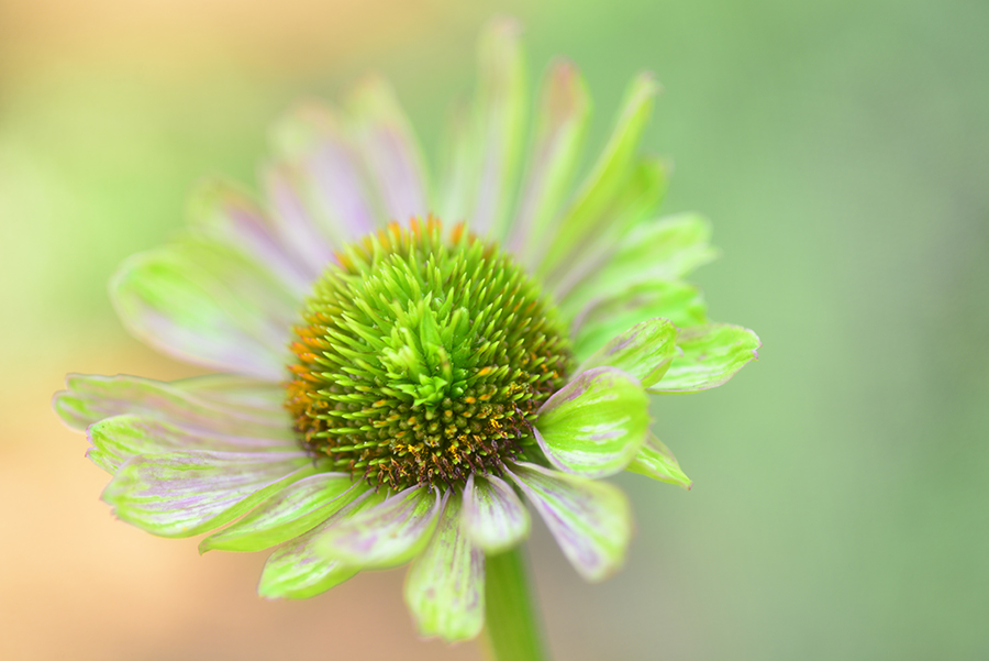 krog tunnel st._0498 - Copy.JPG