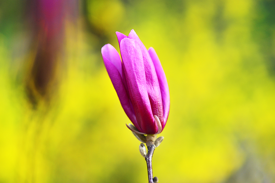 3-17-15 자목련_0966.JPG