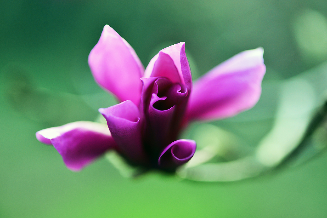 3-17-15 자목련_0908.JPG