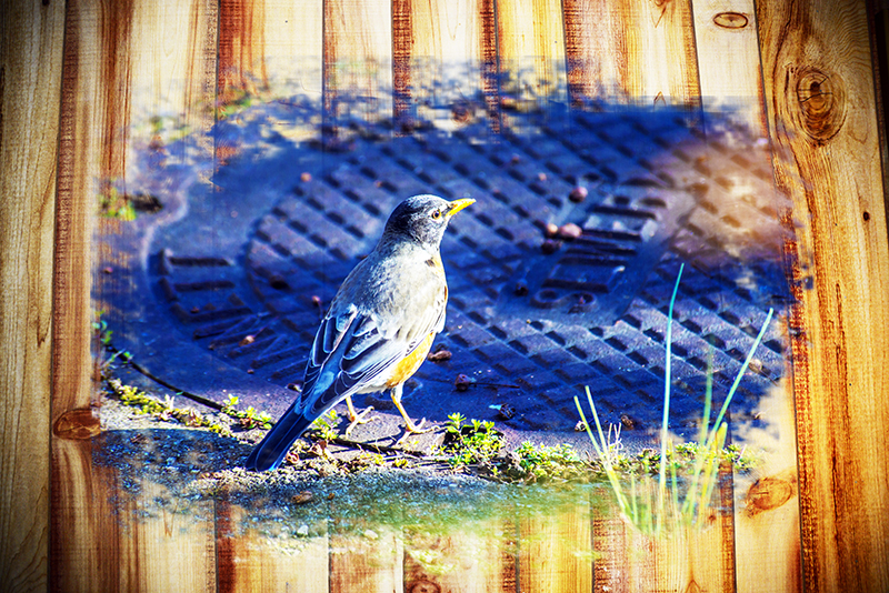 1-19-15 bird_6632.JPG