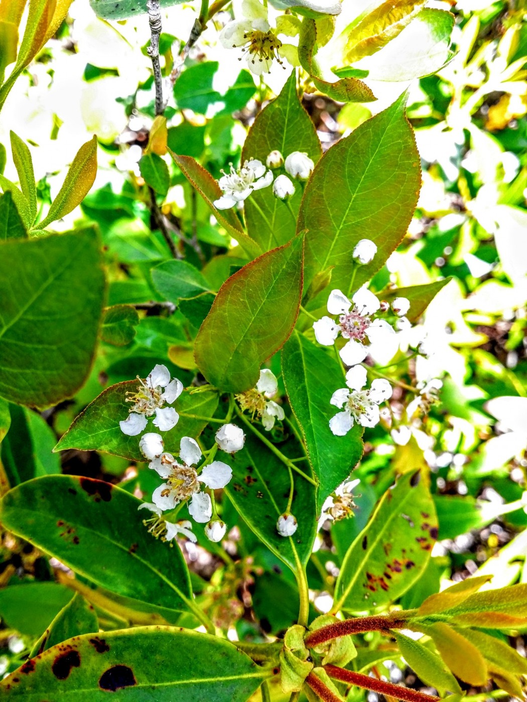 20160515_115537 (2) (1).jpg