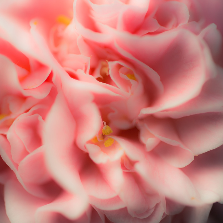 _DSC4080_548 copy.JPG