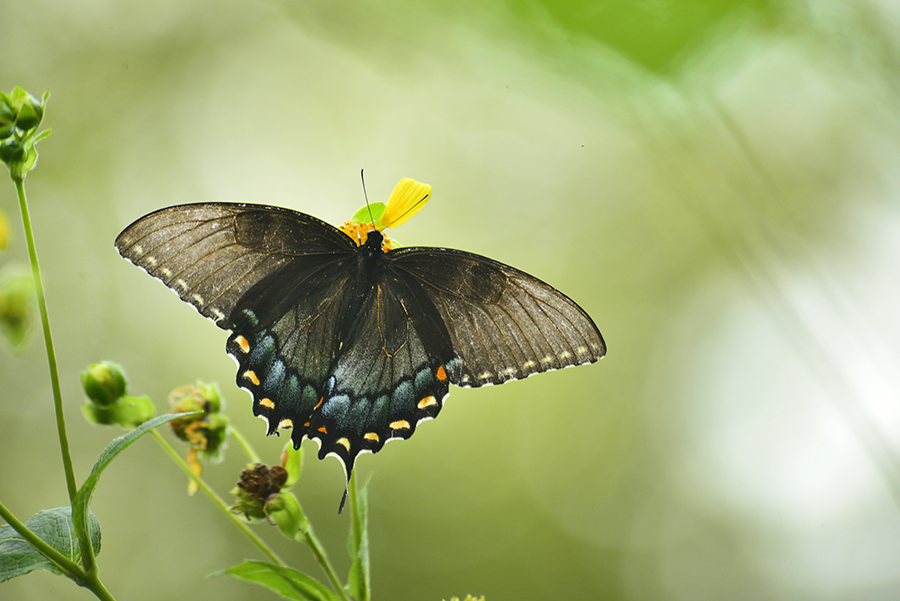 _DSC2612_5570 copy.jpg