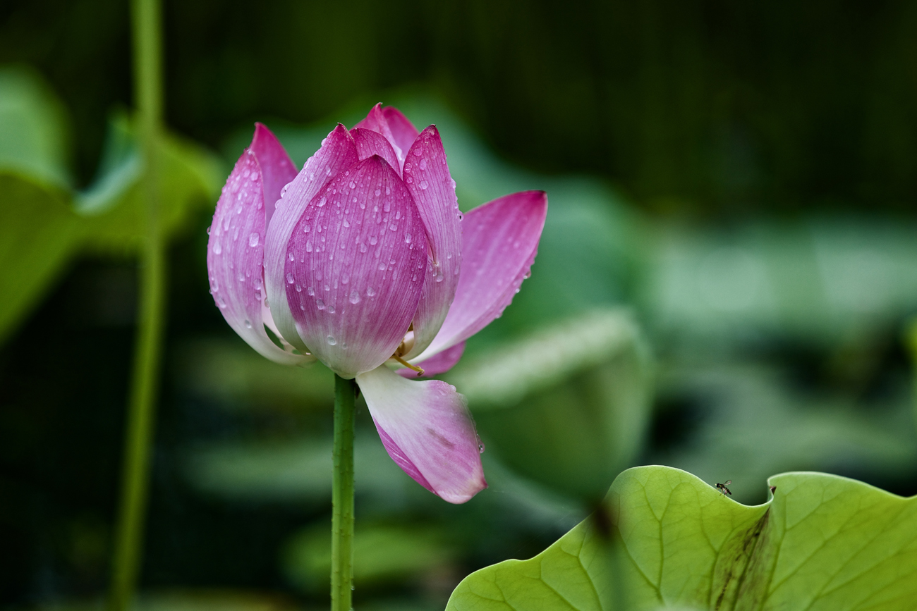 waterlily02.jpg