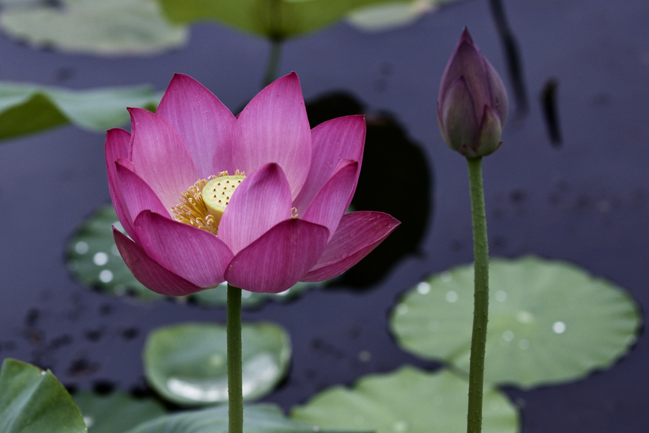 waterlily01.jpg