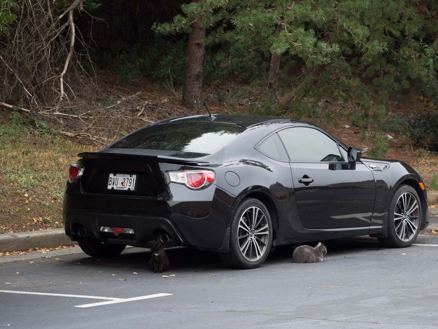 2014-10 두마리.jpg