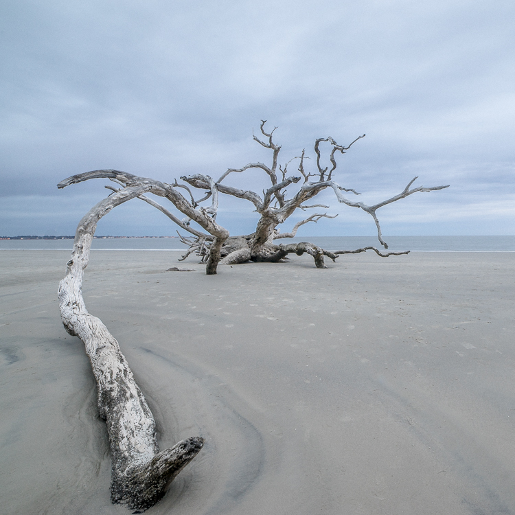driftwood-2.jpg