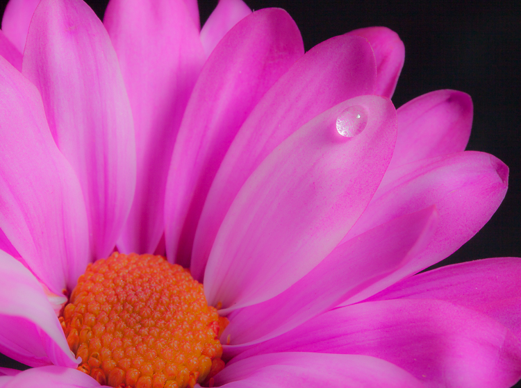 pink-flower-3.jpg