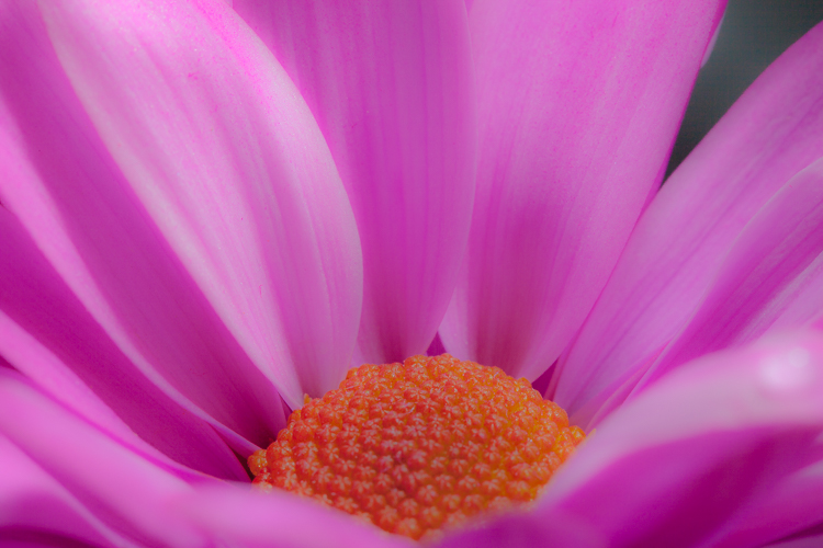 pink-flower-1.jpg