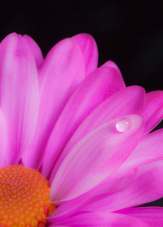pink-flower-2.jpg