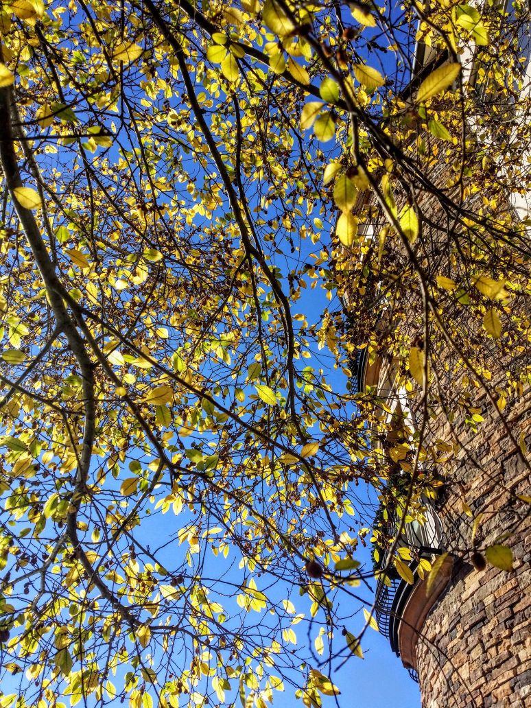 20151119_110354 (1) (1).jpg