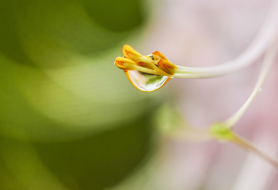 4-10-15 영산홍_6405.JPG