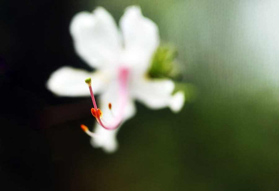 4-10-15 영산홍_6413.JPG