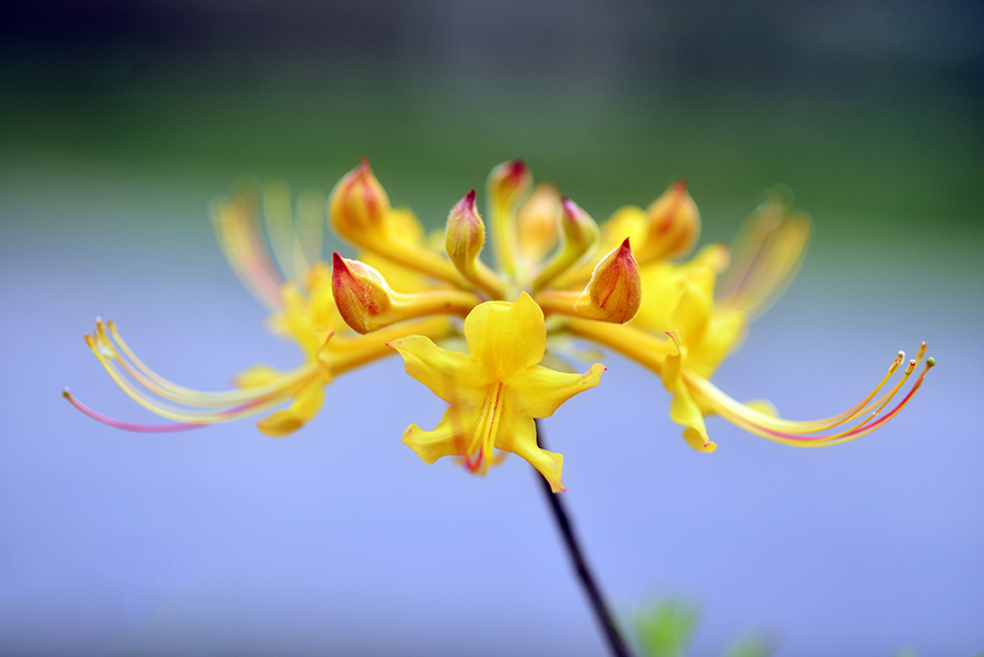 4-10-15 영산홍_6168.JPG