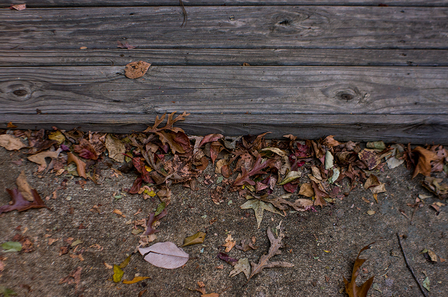 FallenLeaves1.jpg