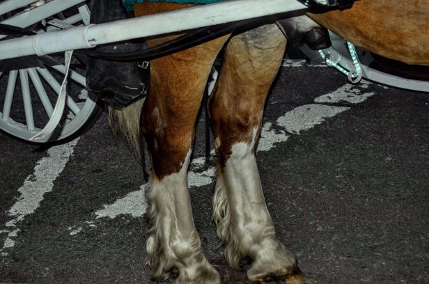 DSC_0223 (1) (1).jpg