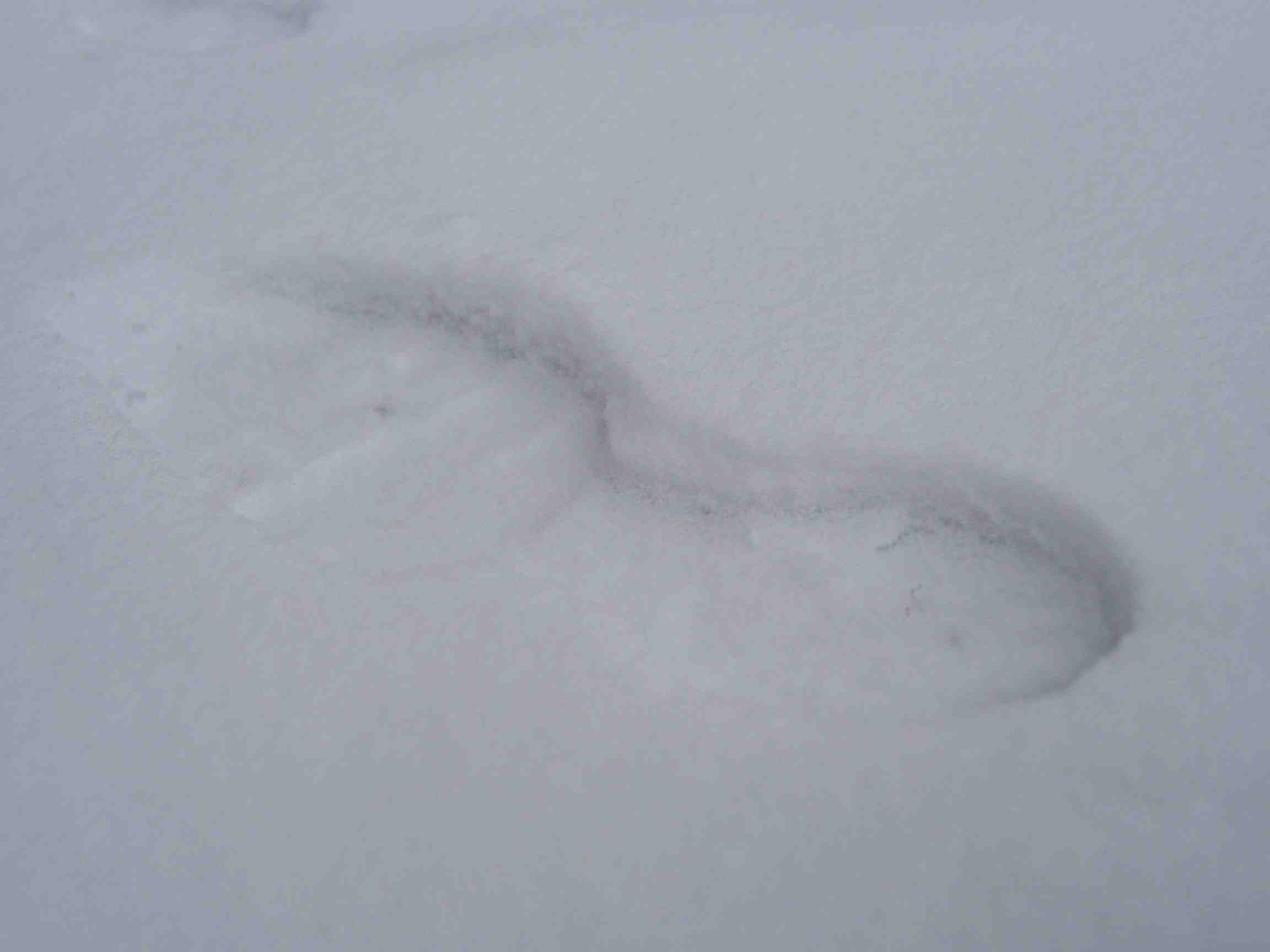 snow_footstep2.jpg