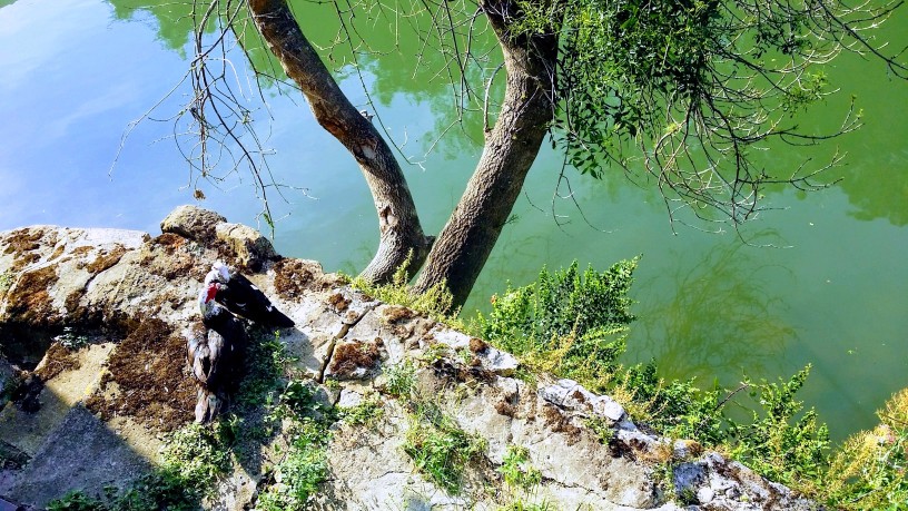 20170721_185942-EFFECTS (1) (1).jpg