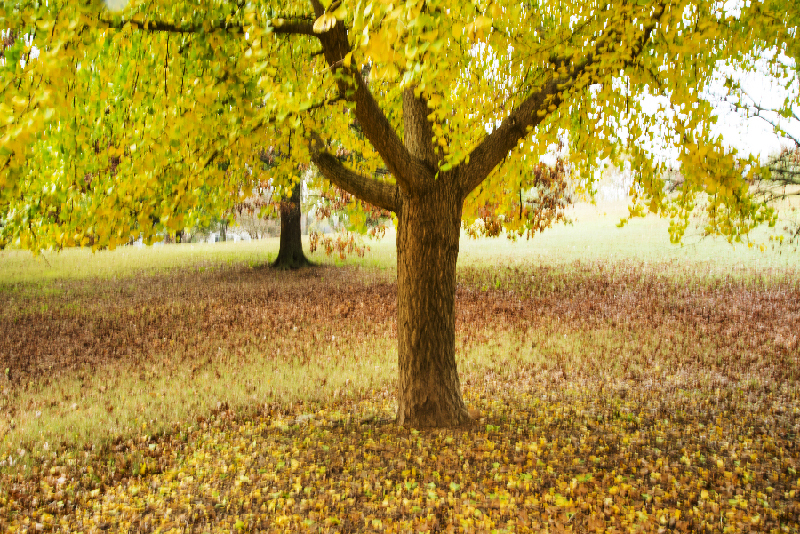 _DSC0350_3233 copy.jpg