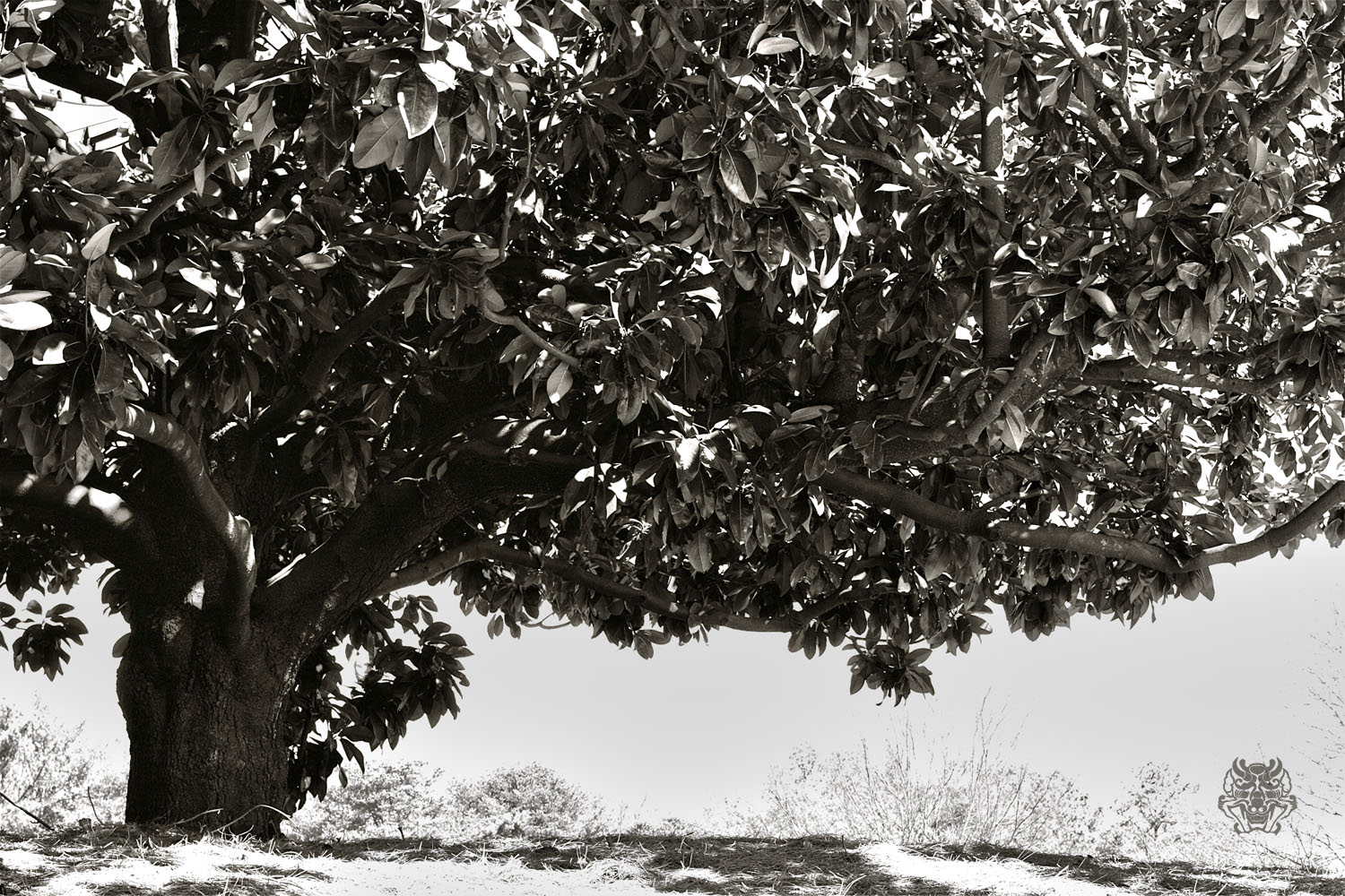 Untitled_HDR2.jpg : 나무