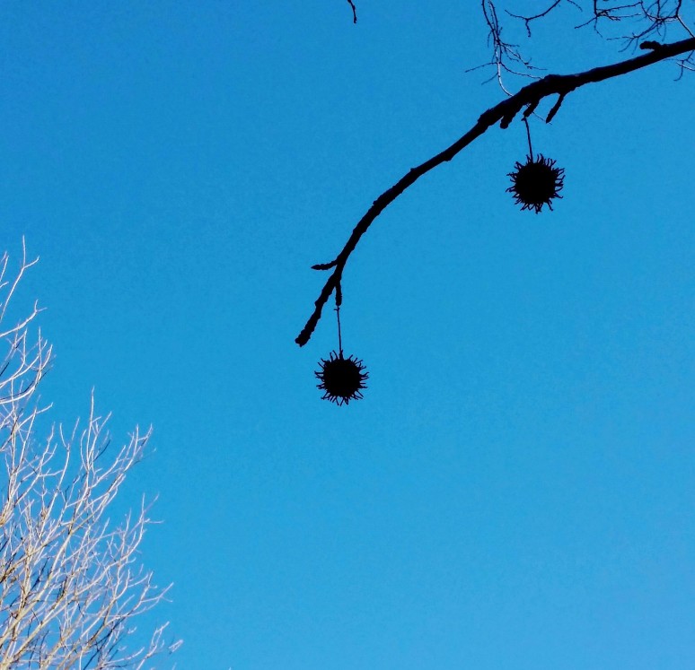 20170214_101359 (2) (1) (1).jpg