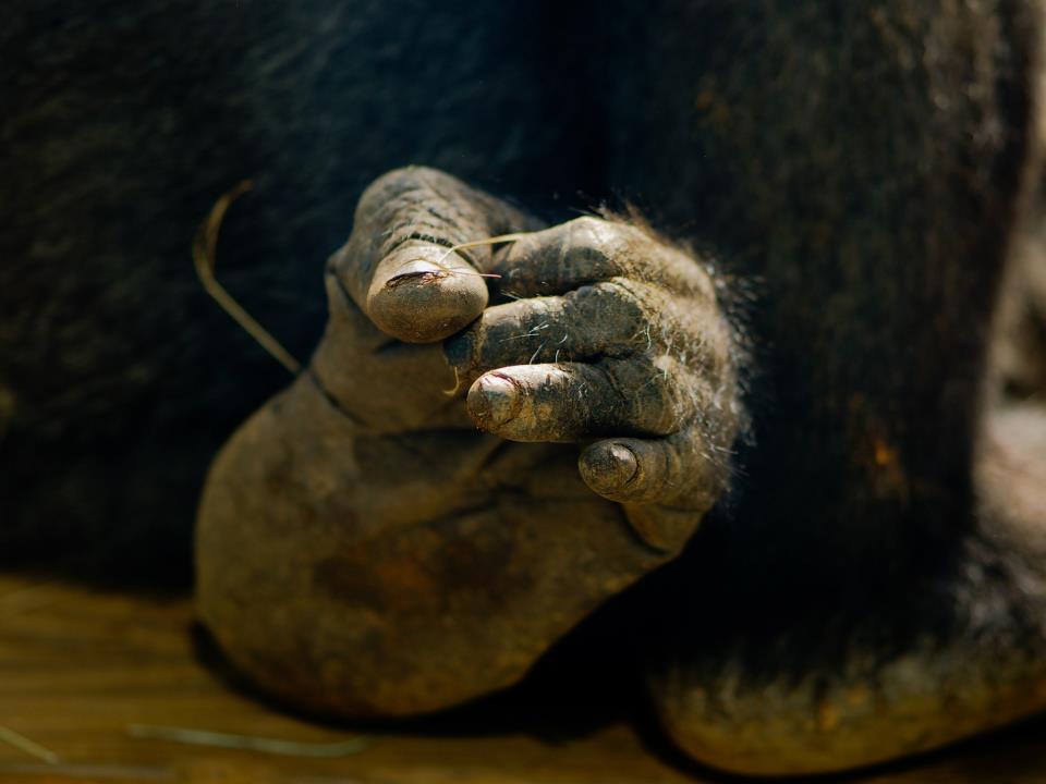 gorilla foot.jpg
