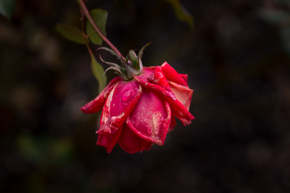winter rose-3.jpg