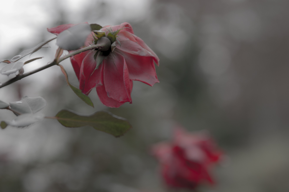 winter rose.jpg