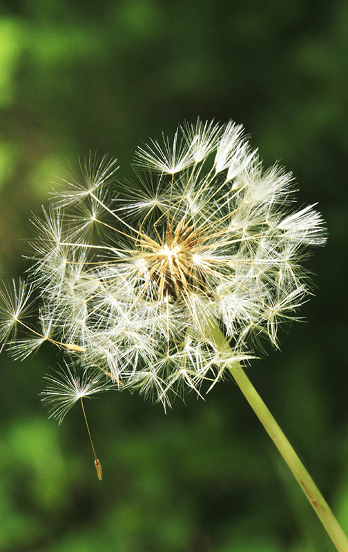 _MG_4085민들레 홀씨 되어 1.jpg