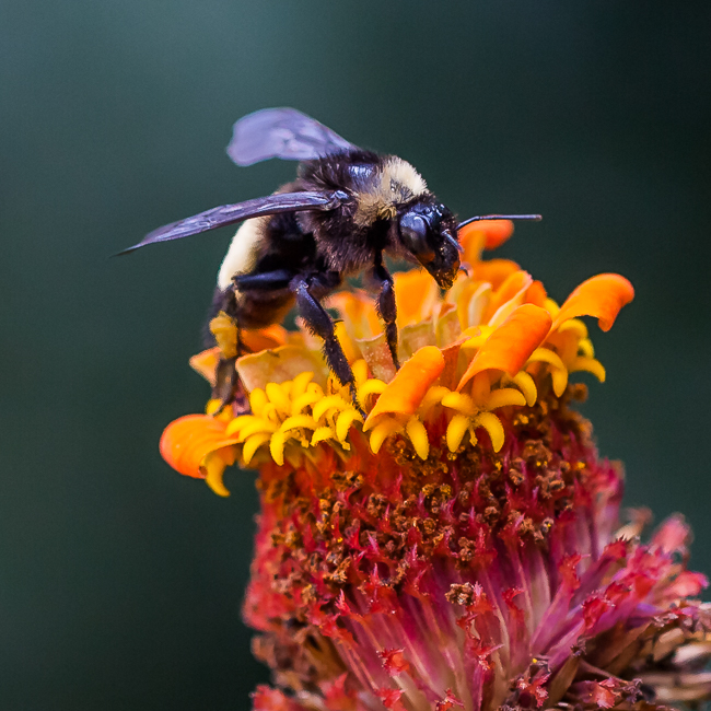 bumble-bee-1.jpg