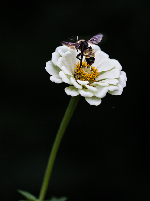 bumble-bee-6.jpg