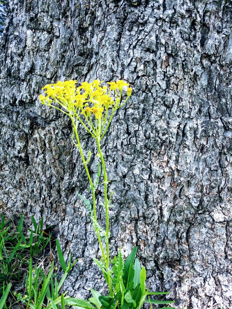 20170430_122733 (1) (1).jpg